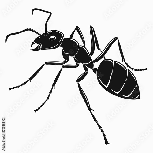ant isolated on white background