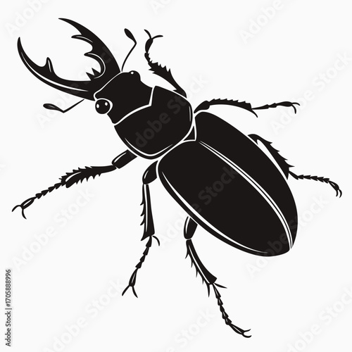 black beetle isolated on white