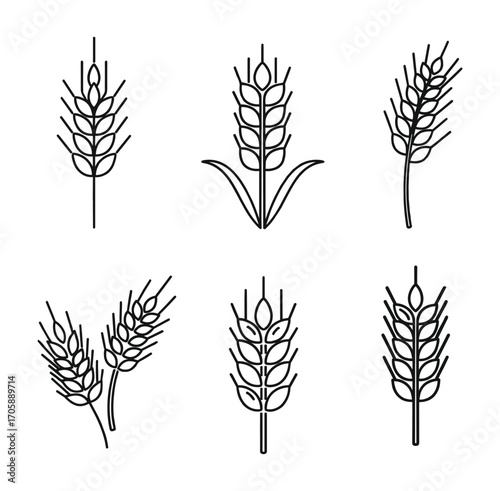Wheat Ears Vector Illustration Set, Different Shape Grain Plant Outlines