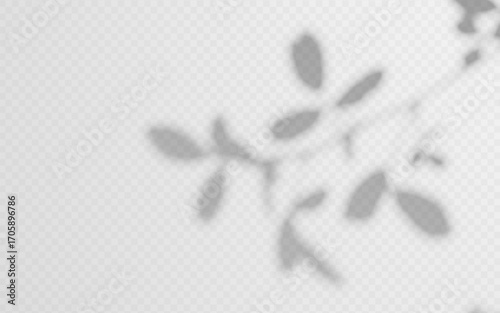 Soft shade from plant on a transparent background. Shadow overlay from tree branch