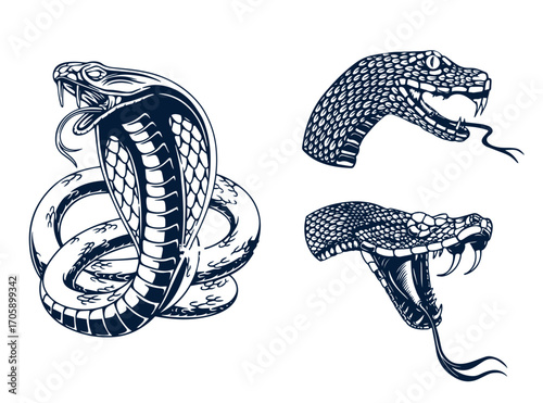 Set of illustrations of poisonous snake in engraving style. Design element for label, sign, poster, t shirt. Vector illustration