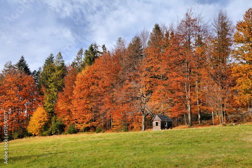 Fototapeta Naklejka Na Ścianę i Meble -  Fall color of Przegibek pass. Hiking trail in Beskids mountains in Poland. Zywiec Beskids (Beskid Zywiecki) near Milowka.