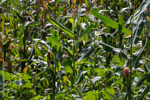 Golden corn ears in lush cornfield