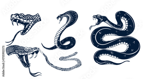 Set of illustrations of poisonous snake in engraving style. Design element for label, sign, poster, t shirt. Vector illustration