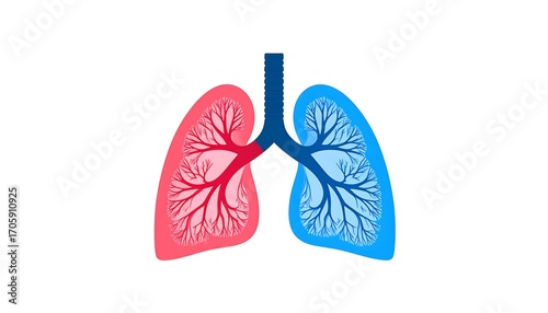 Illustration of human lungs