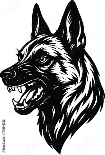 Aggressive Belgian Malinois Guard dog Head in Profile