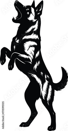 Standing Belgian Malinois Guard dog Silhouette Barking Upwards