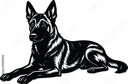 Belgian Malinois guard dog lying down but alert