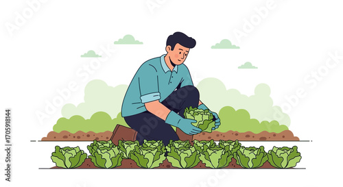 Farmer Harvesting Fresh Lettuce in Cultivated Garden or Vegetable Patch Illustration