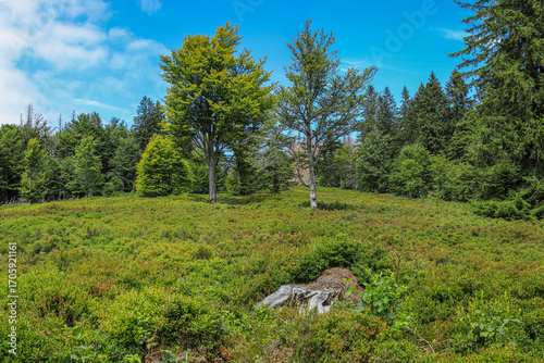 Bergweiden, Almen im Bayerischen Wald, Schachten