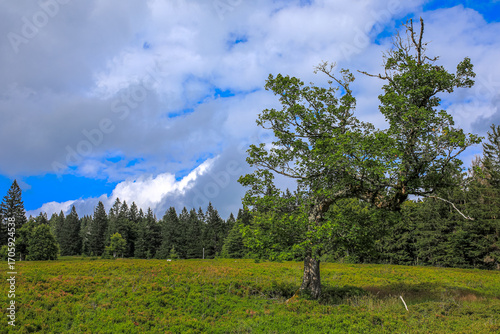 Schachten, Bergweiden, Almen des Bayerischen Wald