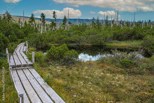 Hochmoor, Moore und Filze im Nationalpark Bayerischer Wald