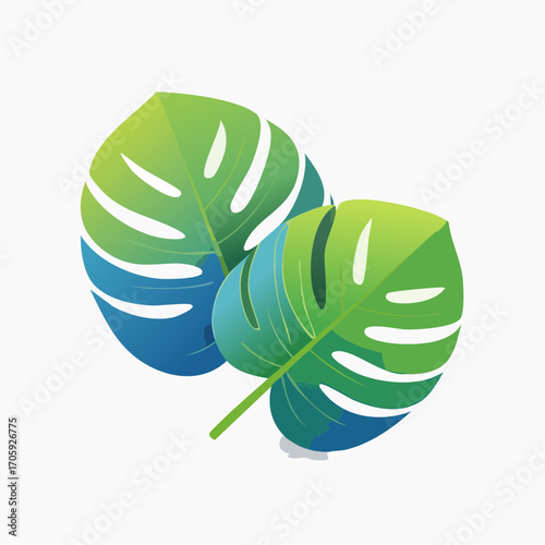 Two Tropical Green Monstera Leaves On White Background