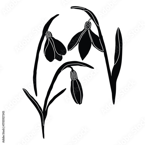 Floral Silhouettes – A group of snowdrop flowers in black silhouette style.