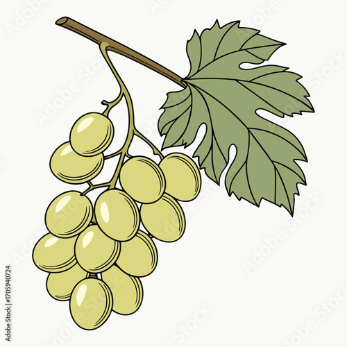 Hand Drawn Bunch of Green Grapes with Stem and Leaf on White Background Keywords: grapes, green grapes