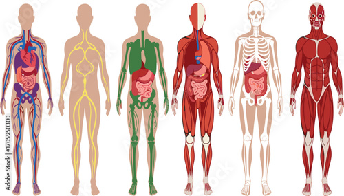 Human body systems, anatomy chart, circulatory, nervous, digestive, urinary, muscular, skeletal, medical illustration, internal organs, physiology diagram, healthcare graphic, 