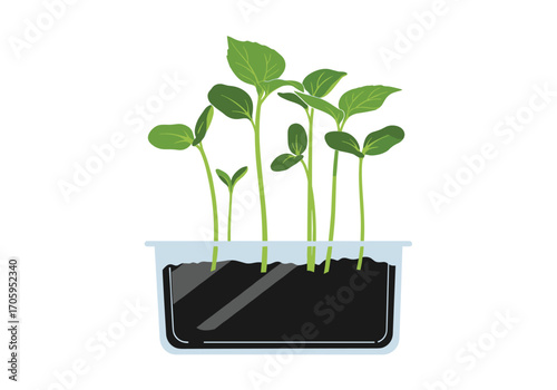 These tiny green seedlings are growing strong and healthy in rich soil.