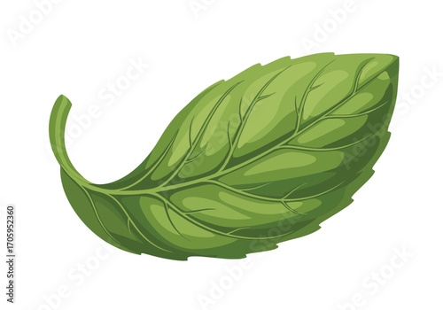 A single vibrant green basil leaf with detailed veins and a gently curved stem.