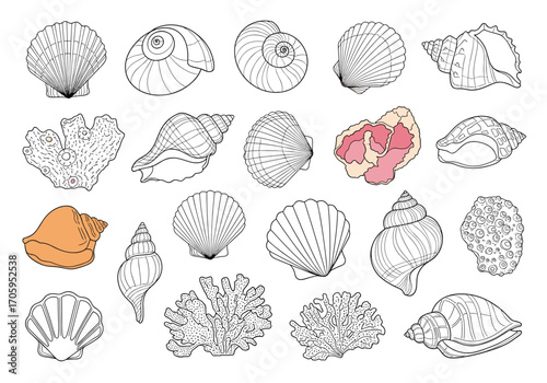 A collection of detailed hand-drawn illustrations of various seashells and marine life forms.