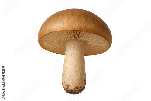 Poplar mushroom showing gills on transparent background