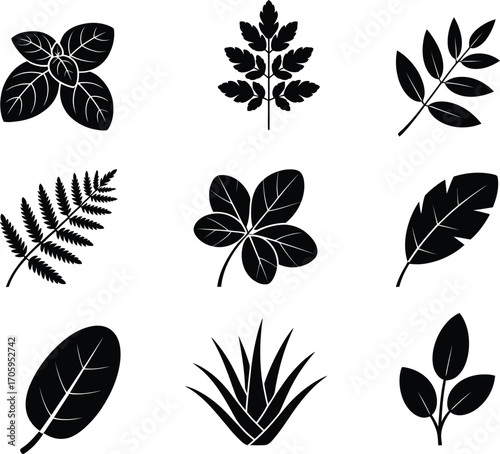 Collection of nine distinct black and white botanical leaf illustrations