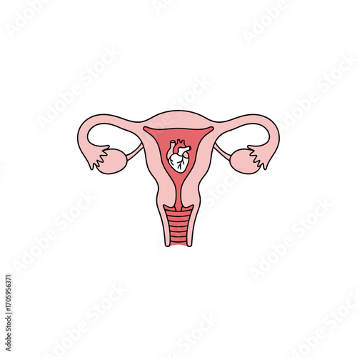 Female Reproductive System Illustration