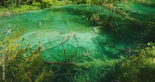 Woman stands by water edge, where clarity meets quiet wonder. Crystal clear lake shows submerged trees in Plitvice National Park Croatia