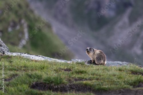 Wallpaper Mural Alpine Marmot in the Austrian Alps During Summer Months Torontodigital.ca