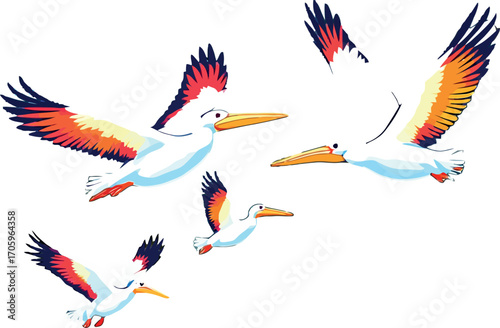 Vsai pelicans flying with wide open colorful wings on white background