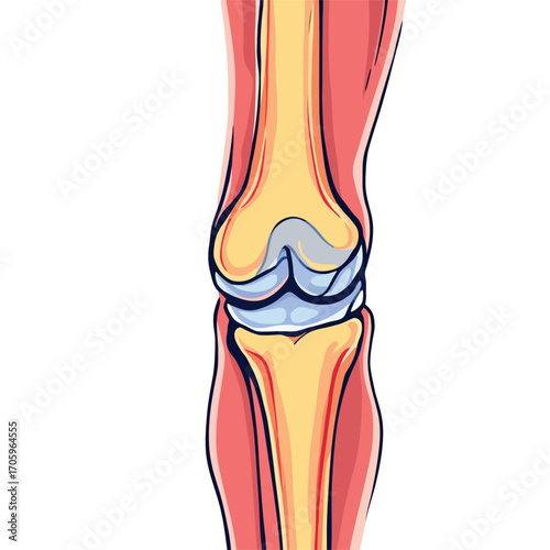 Vsai medical illustration showing healthy knee joint anatomy