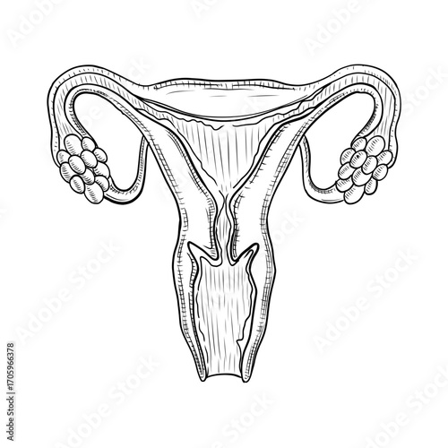 Uterus Anatomy vector line art hand drawn illustration 