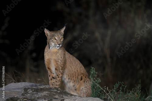 Iberian lynx at night