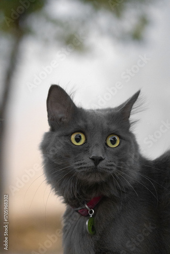 Black cat face portrait