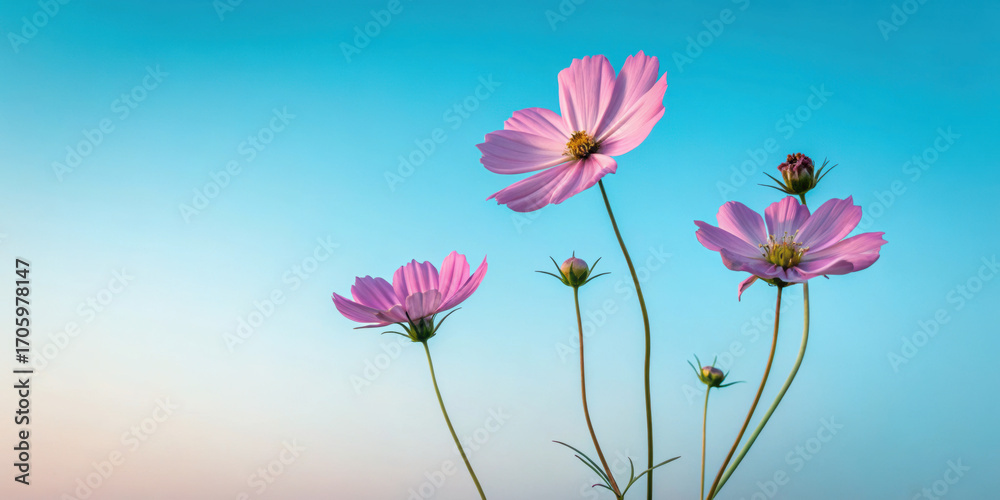 Obraz premium Pink cosmos flowers against serene blue sky create tranquil and uplifting scene