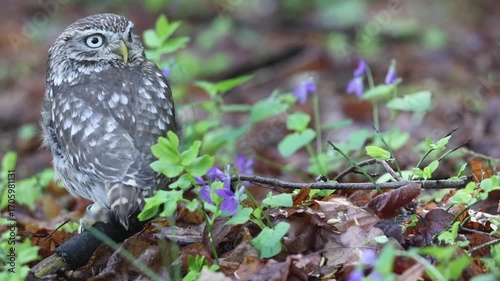 Little owl is posing in the forest next to purple-colored violet flowers. Horizontally. 