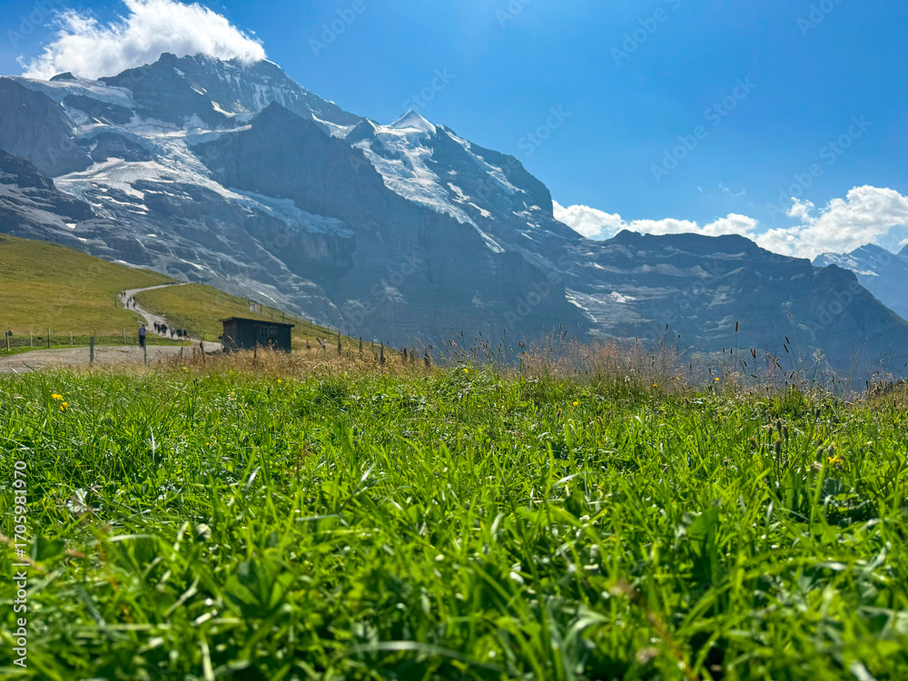 Fototapeta premium Alpine Meadow with Mountain View at Kleine Scheidegg Switzerland