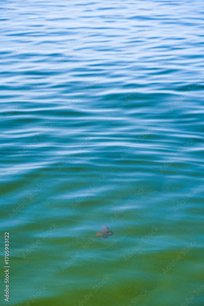 Fototapeta premium Aurelia jellyfish or the eared jellyfish in the Baltic Sea
