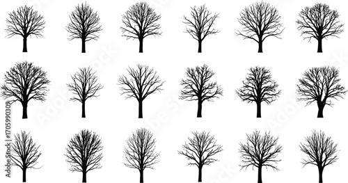 Silhouettes of 18 leafless deciduous trees with unique branching patterns—ideal for nature, winter, forest, botanical, and artistic design