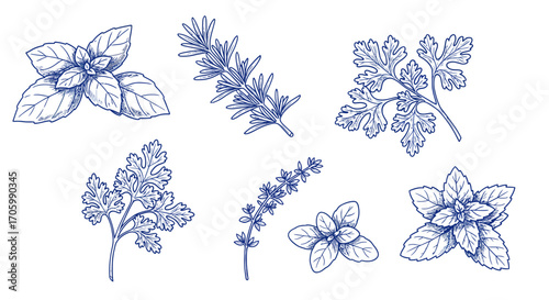 Artistic collection of popular culinary herbs depicted in a vintage blue hand-drawn sketch style, isolated on a white background for botanical design