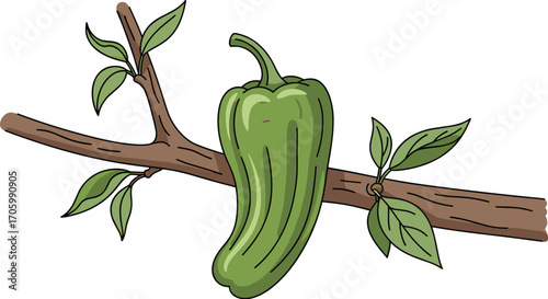 Illustration of green pepper on a branch with leaves