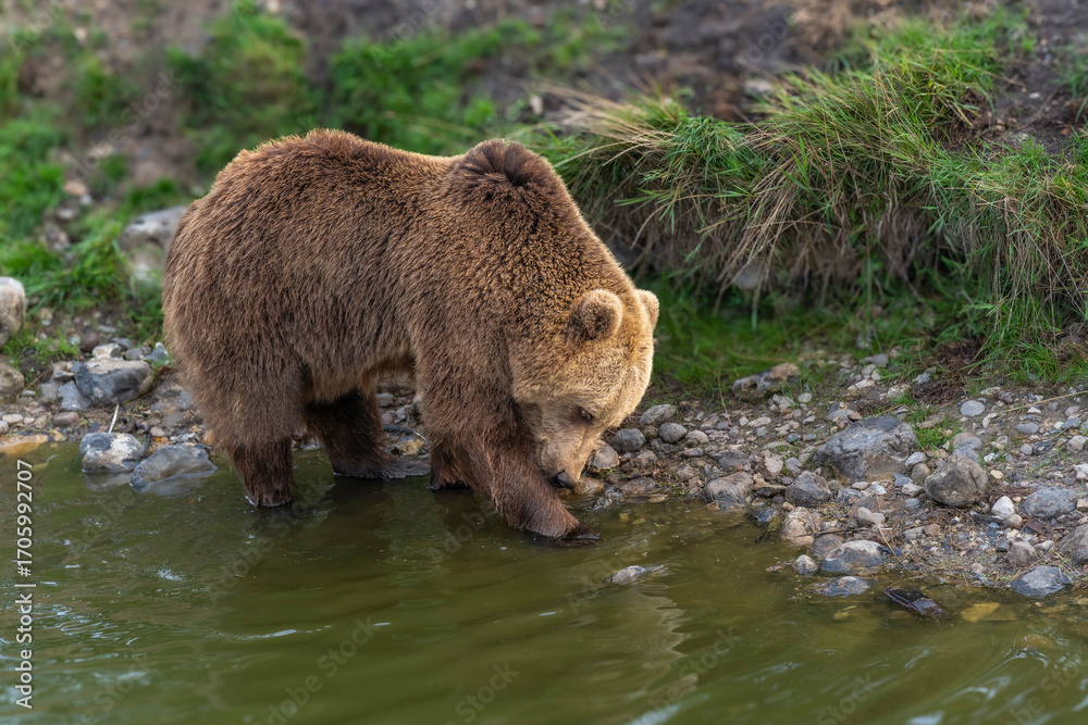 Fototapeta premium Brown bear in peaceful environment September heat 2025