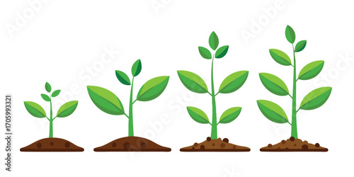 Plant Growth Stages Illustration Depicting a Young Plant Growing Up Out of the Ground Over Time in Four Stages