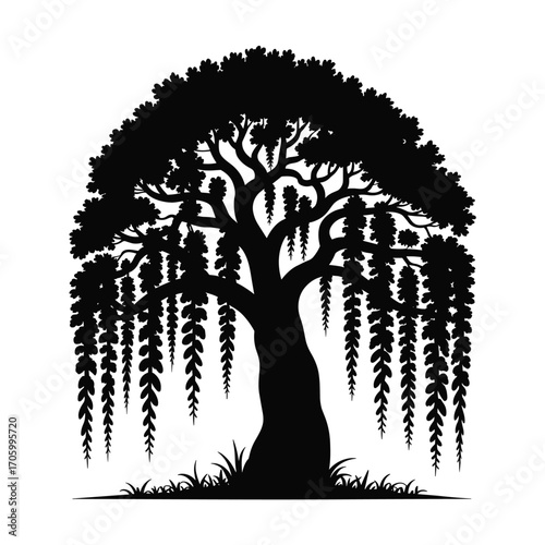Elegant weeping willow tree silhouette with cascading branches and lush foliage silhouette