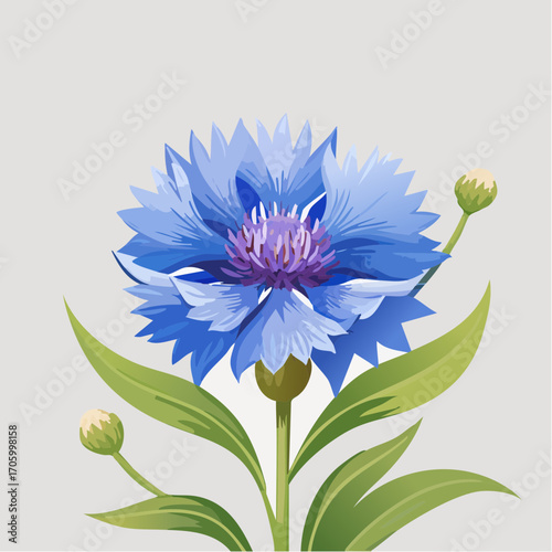 Kornblume