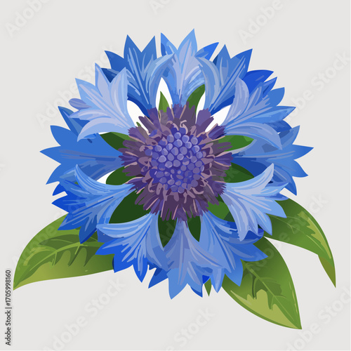 Kornblume
