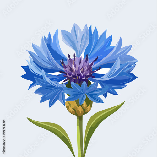 Kornblume