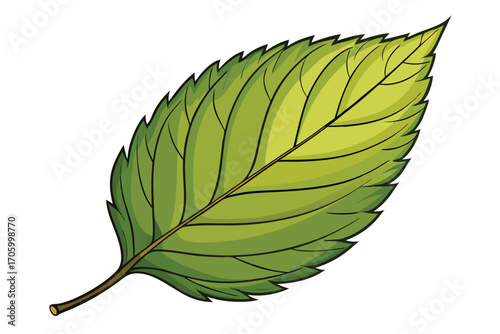 Illustration of a Single Green Leaf with Prominent Veins and Serrated Edges on a White Background a Naturalistic Botanical Depiction