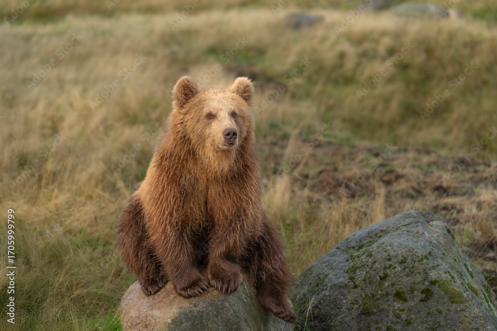 Fototapeta premium Brown bear in peaceful environment September heat 2025