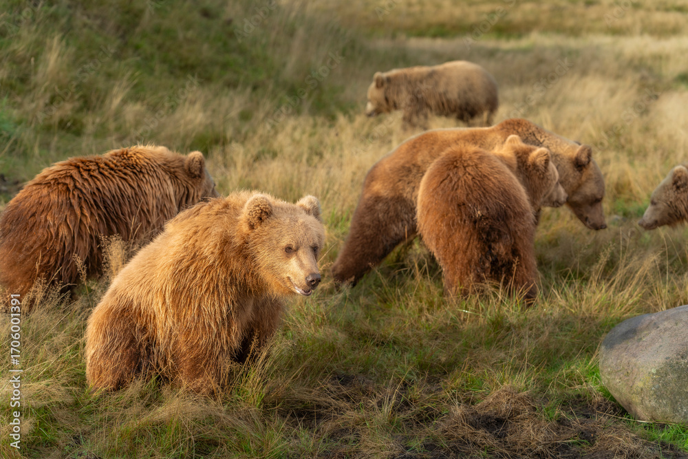Fototapeta premium Brown bear in peaceful environment September heat 2025