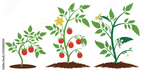 Tomato Plant Growth Stages Illustration with Ripe Red Tomatoes Green Leaves and Blossoms in the Garden Soil on White Background